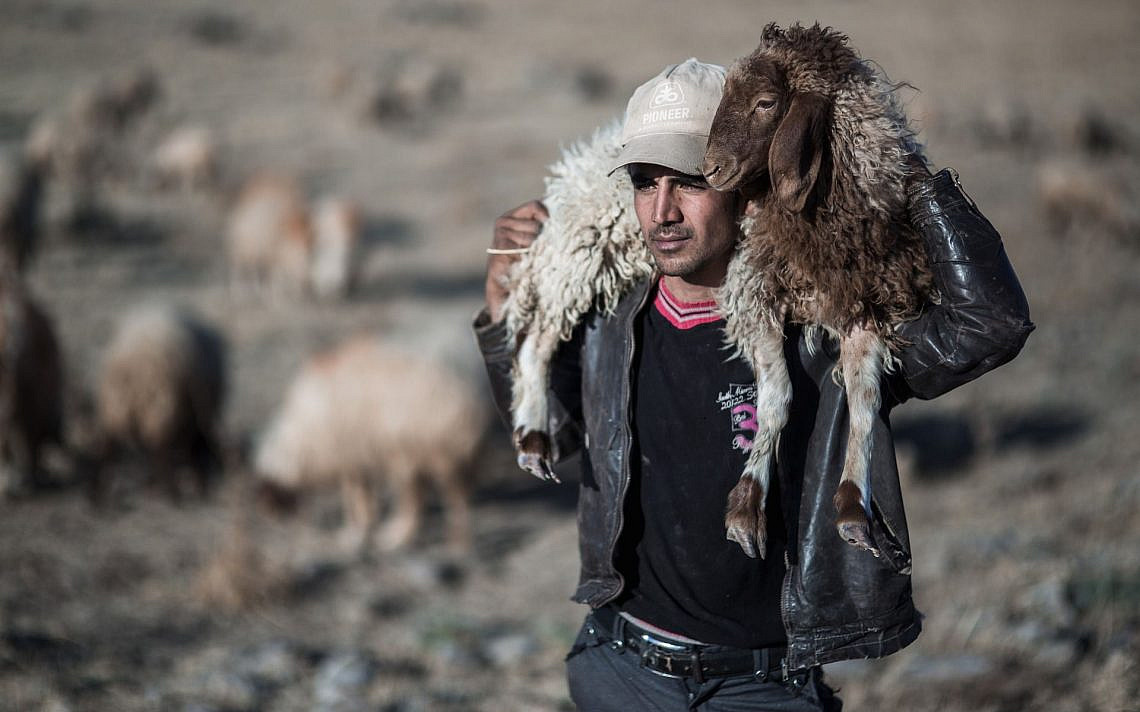 אדם נושא כבש על כתפיו, צילום: Pixabay