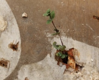 בכפר עזה: צמח נענע מבצבץ מתוך דלת מרוססת קליעים